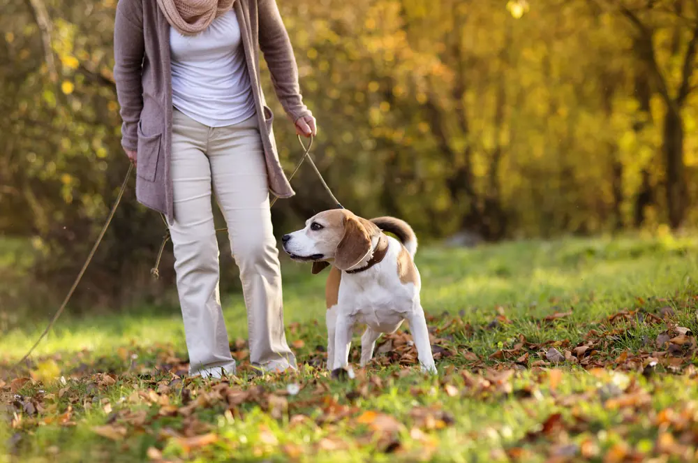 Eine Person geht mit einem Hund auf einem Waldweg spazieren