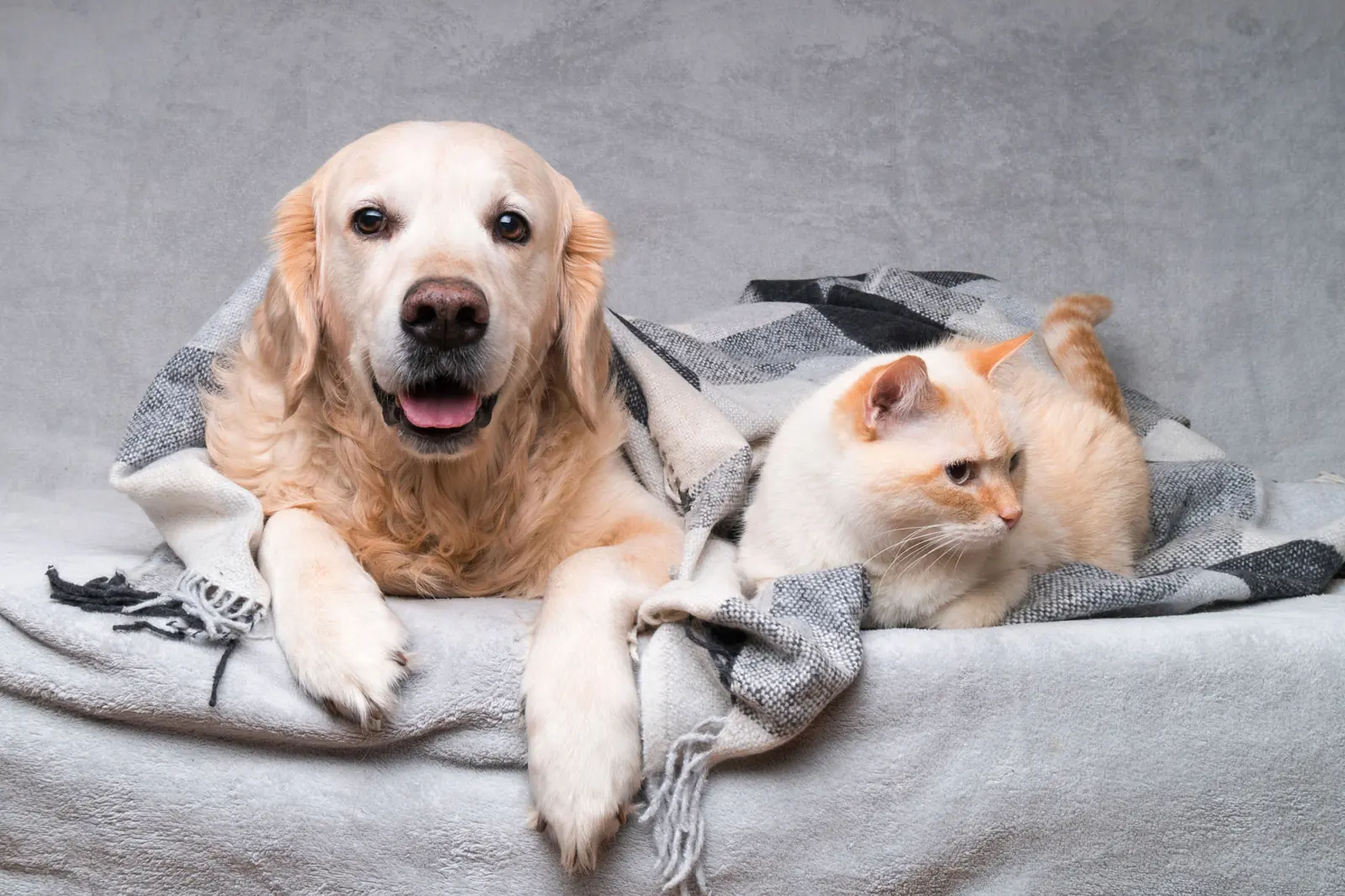 Ein Golden Retriever und eine hellrote Katze liegen eng beieinander unter einer karierten Decke