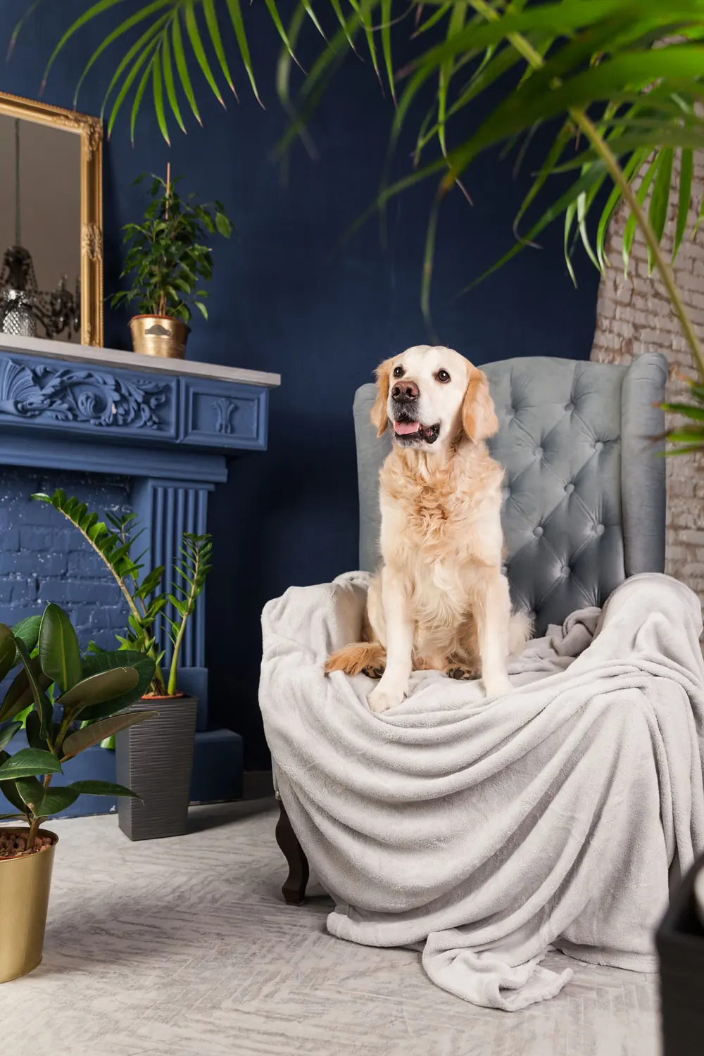 Ein Golden Retriever sitzt auf einem Sessel