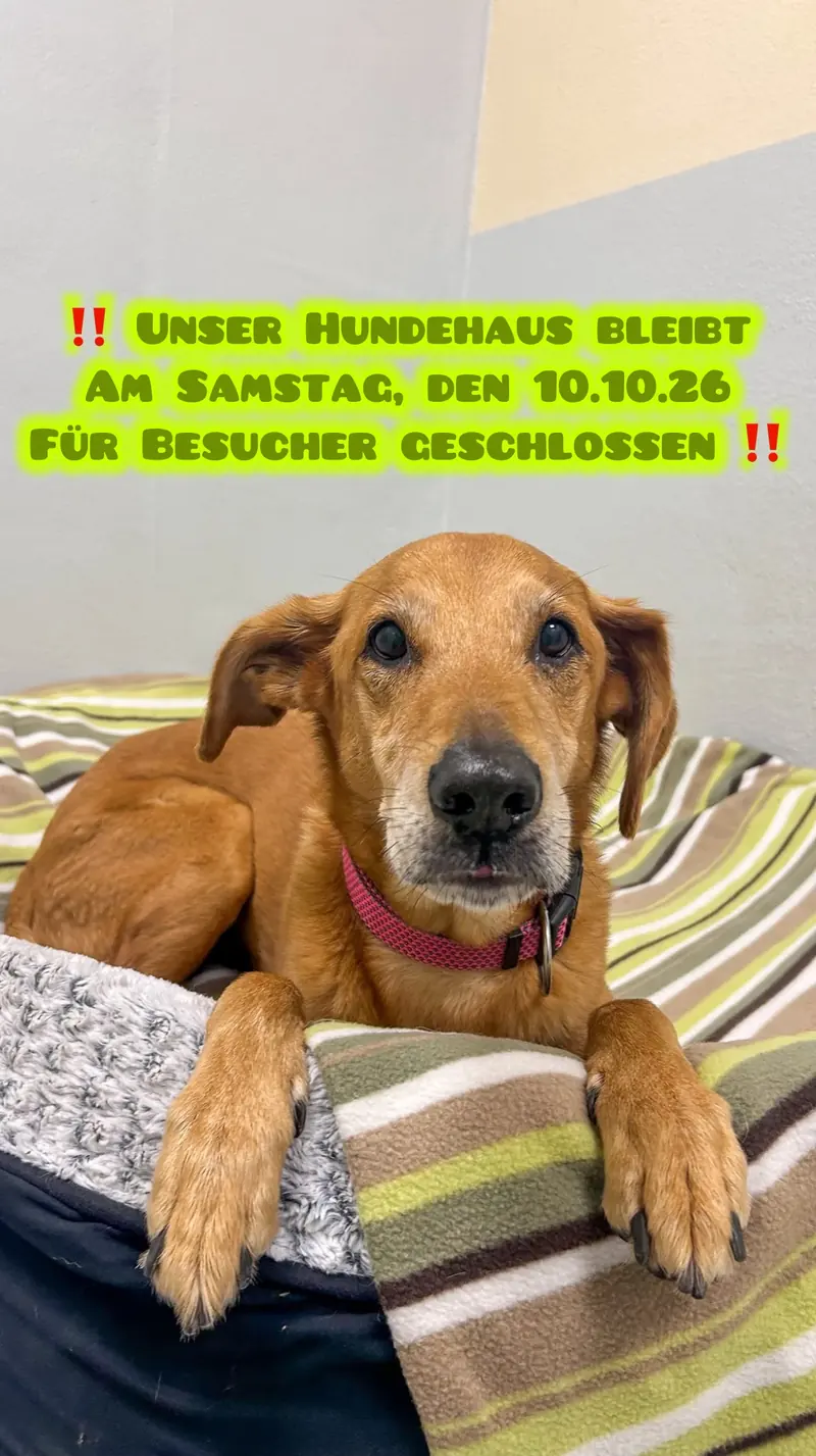 Aushang: Das Hundehaus bleibt geschlossen