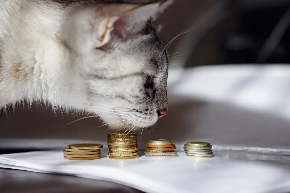 Eine graue Katze betrachtet einen Stapel Münzen