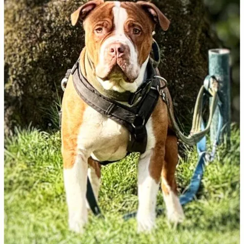 Ace – Pitbull-Mix, männlich