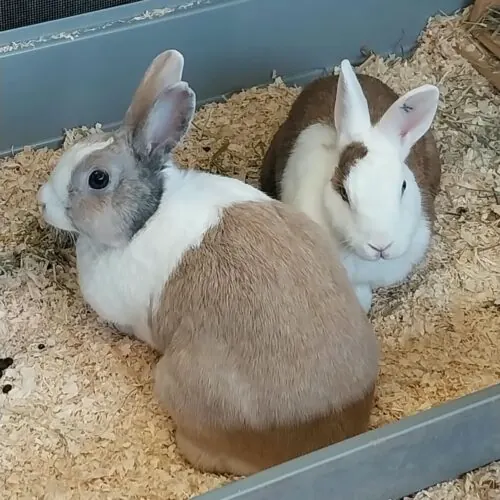 Bella & Coco – Zwergkaninchen