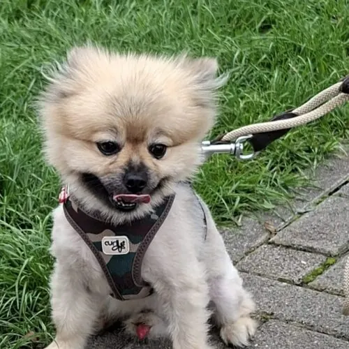 Bernd – Pomeranian, männlich