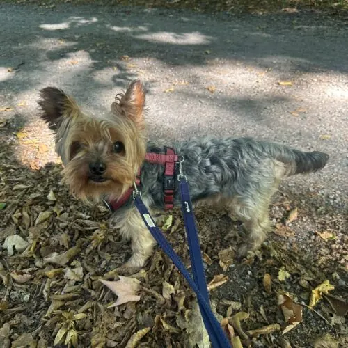 Bora – Yorkshire Terrier, männlich