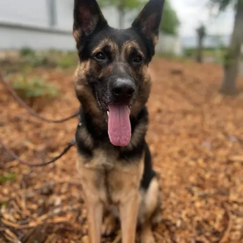 Camillo – Deutscher Schäferhund, männlich