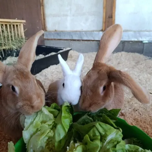 Elara, Pila & Cookie – Zwergkaninchen / Burgunder