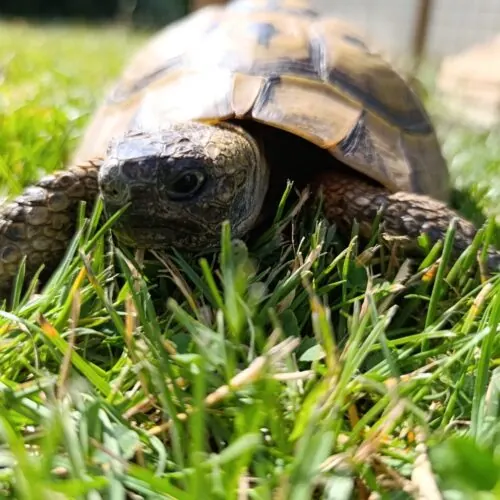 Elton – Griechische Landschildkröte, männlich