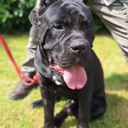 Erbse – Cane Corso-Mischling, männlich