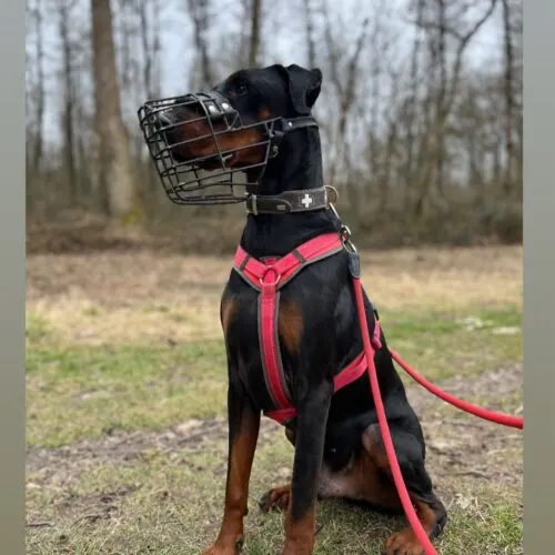 Ernie – Dobermann, männlich