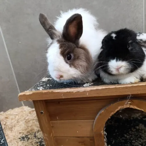 Freddy & Jason – Angora-Mix und Widder, männlich