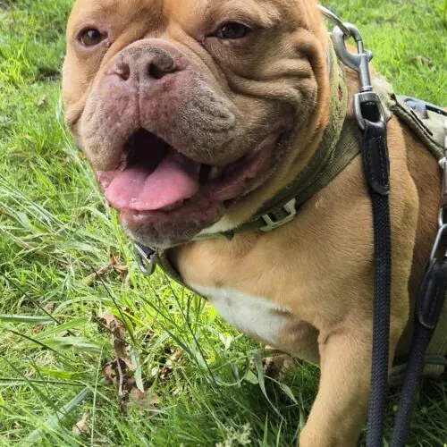 Henk – Bulldoggen-Mischling, männlich