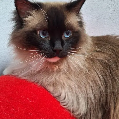 Joulie – Ragdoll, weiblich