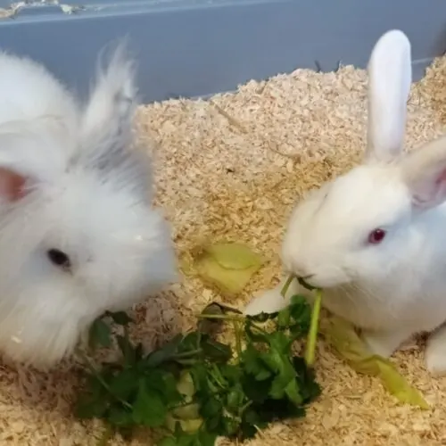 Keks & Peanut – Widder-Mix / Teddy-Mix