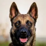 Kurt – Malinois, männlich