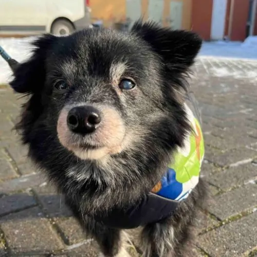 Lilly – Zwergspitz-Mix, weiblich