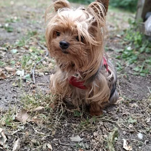 Lucy – Yorkshire Terrier, weiblich