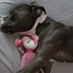 Mila – American Staffordshire Terrier, männlich