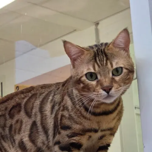 Mülli – Bengal, männlich