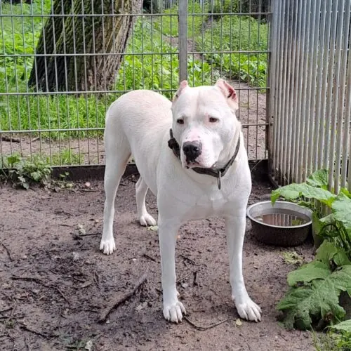 Pablo – Dogo Argentino, männlich