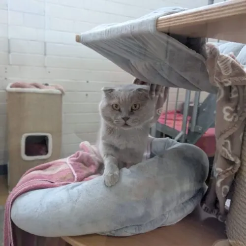 Paul – Scottish Fold, männlich