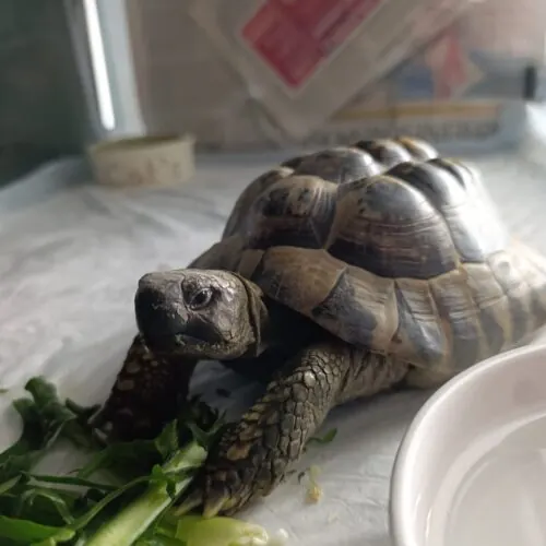 Pauli – Griechische Landschildkröte, männlich