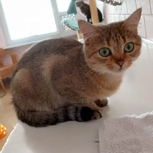 Prinzessin – BKH-Mix, weiblich