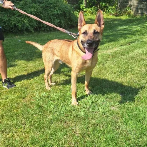 Rick – Malinois-DSH, männlich