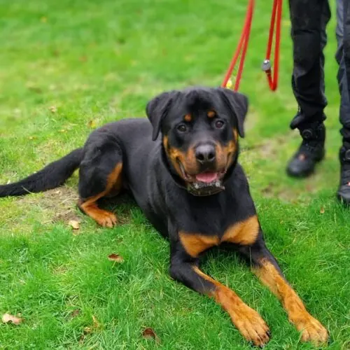 Thor – Rottweiler, männlich