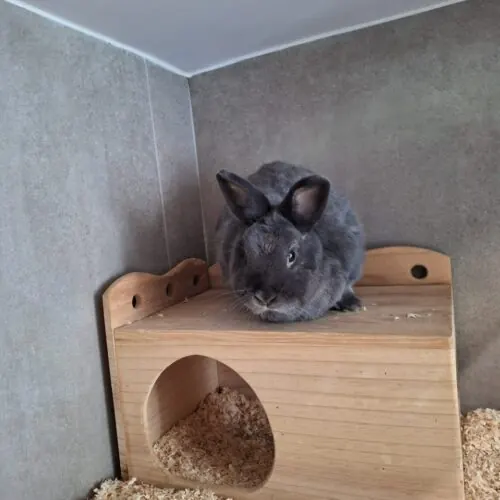 Tobi – Zwergkaninchen, männlich