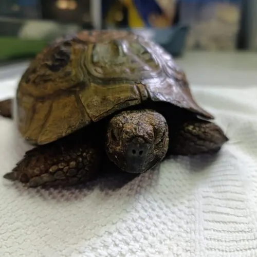 Torben – Maurische Landschildkröte, männlich