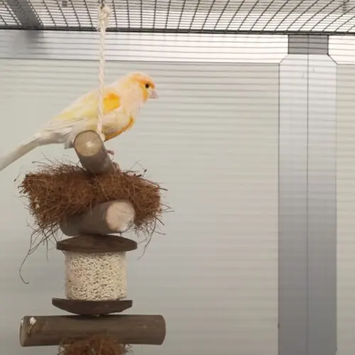 Yellow Treat – Kanarienvogel, männlich