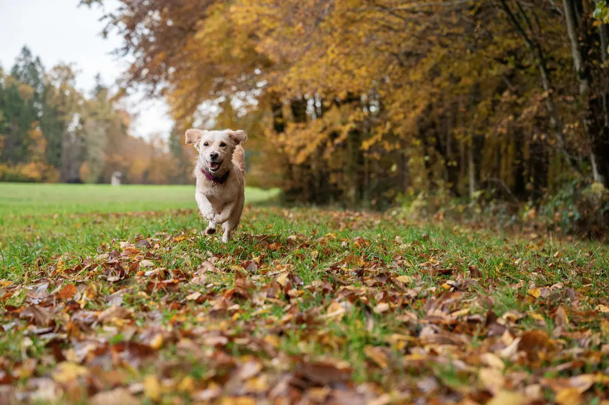 Ein kleiner Hund rennt auf die Kamera zu