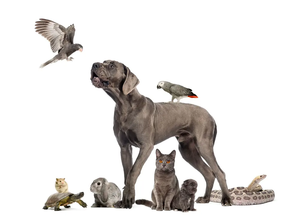 Hund, Katze, Vogel, Reptil und Kaninchen nebeneinander