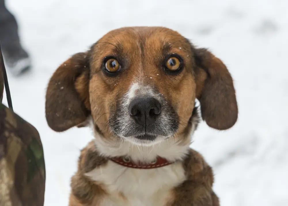 Ein Hund schaut aus einem Zwinger