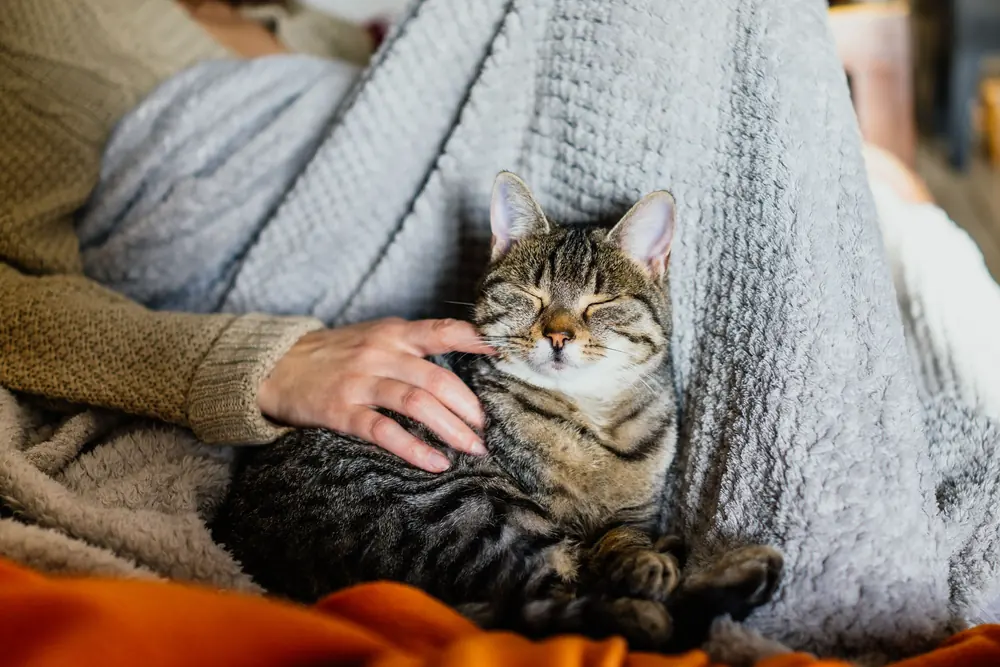 Eine Katze liegt auf einem Sofa