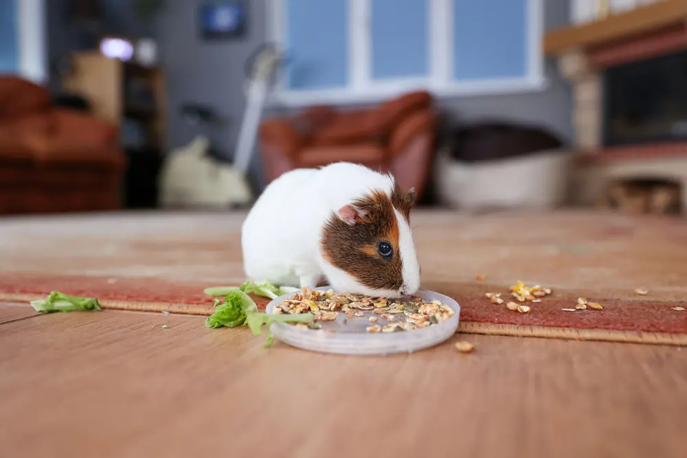 Ein Meerschweinchen frisst